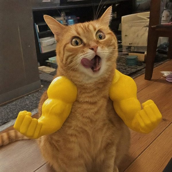 Ginger cat wearing the yellow muscle arms