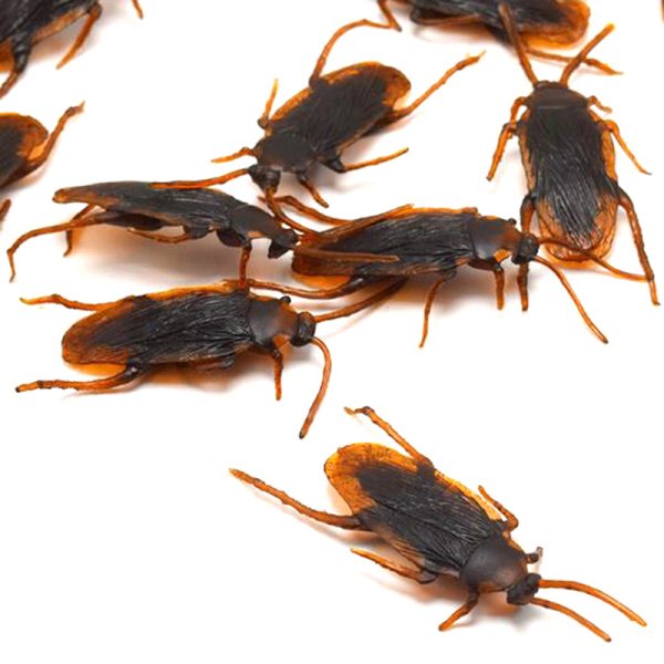 Close up of the fake cockroaches