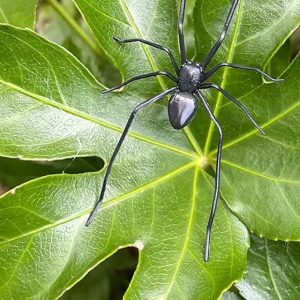 Realistic spider magnet