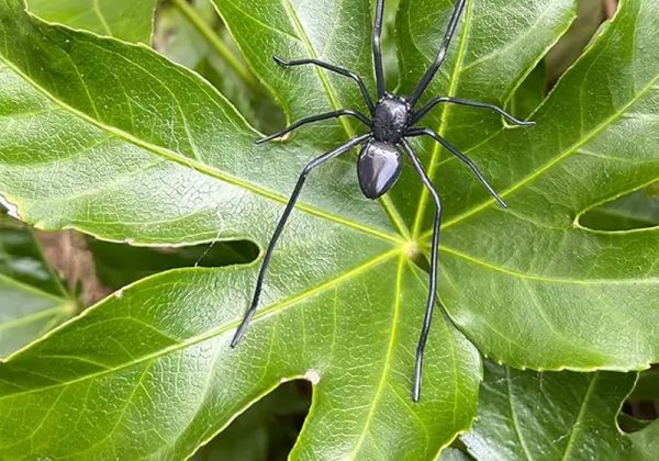Realistic spider magnet